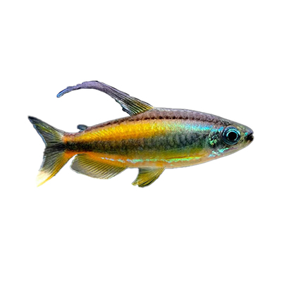 黄金二线刚果美人鱼淡水鱼观赏鱼