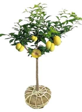 蜂糖李子树苗嫁接新品种三华李耐寒庭院植物脆甜脱骨李南北方种植