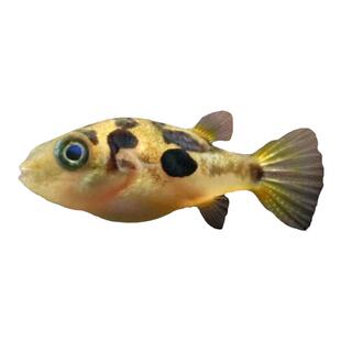 巧克力娃娃鱼河豚除螺蜗虫克星活体潜水艇草缸宠物小型热带观赏鱼