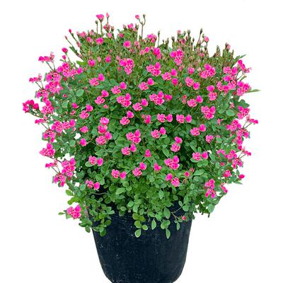 戴安娜粉色玫瑰花大苗盆栽多季开