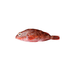 石翁鱼新鲜活速冻三份包邮活冻海钓海鲜水产小虎头红斑鱼石九公