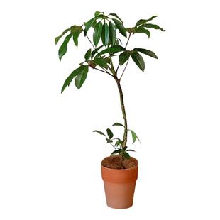 真正的日本大叶伞保罗细叶小盆栽客厅室内绿植花卉四季常青好养活