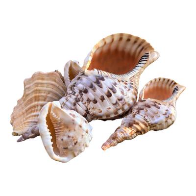 天然海螺四大名螺凤螺