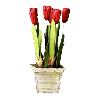 5颗郁金香种球四季风信子