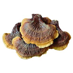 天然野生长白山松杉灵芝大号金边灵芝泡煮水煲汤料泡酒养生茶500g