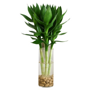 水养文昌竹4支金榜题名带根富贵竹水培植物客厅室内竹子绿植盆栽