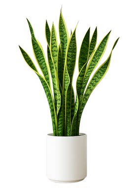 金边虎皮兰绿植大盆栽大型植物