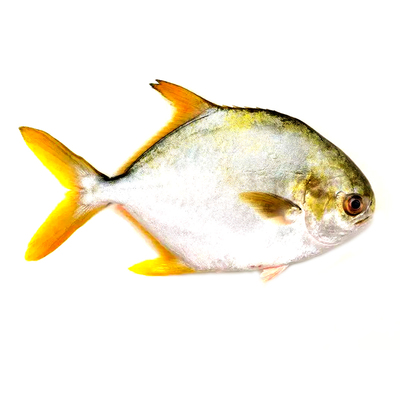 大号金鲳鱼1斤半1条装冰鲜非冷冻