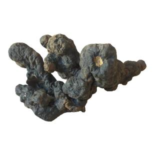 纯野生猪苓中药材新鲜晒干新货猪苓汤猪苓散无添加天然正宗