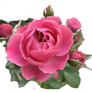 特大母本爬藤月季蔷薇花苗盆栽藤本月季苗花苗玫瑰月季花苗爬藤