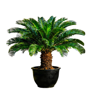 铁树盆栽精品老桩大型盆景树苗适合庭院门口客厅种的绿植物好养活