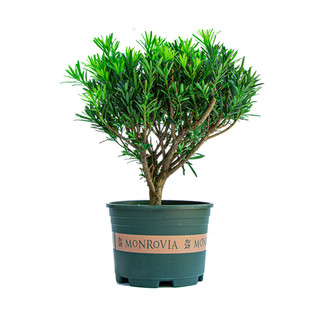 罗汉松盆栽树苗庭院阳台好养易活植物花卉净化空气观叶绿植小盆景