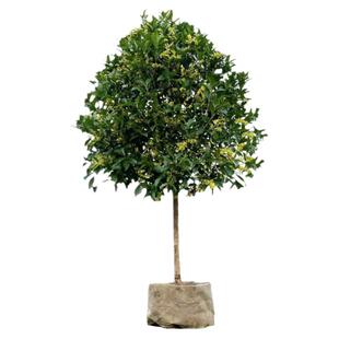 桂花树苗盆栽浓香型四季庭院地栽金桂矮桩室内花卉好养易活小盆景