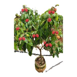 冰荔枝树苖果树妃子笑嫁接果苗盆栽糯米糍仙进奉无核荔枝庭院地栽