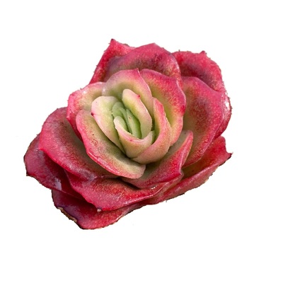 无肉不欢冰玫瑰锦多肉植物