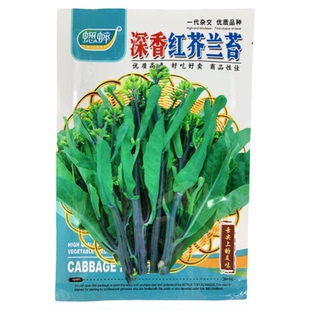 深香红芥兰苔种子中花芥蓝种籽四季盆栽春夏秋冬季广东蔬菜种
