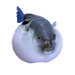 弓斑小河豚观赏鱼潜水艇会生气的泡泡鱼斑马狗头巧克力娃娃鱼淡水