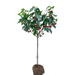 黑珍珠车厘子树苗南方大樱桃水果树果苗北方种植盆栽庭院地栽蓝莓