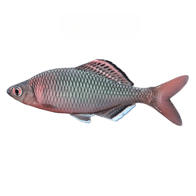 原生长体鱊蓝石台白边紫须鱊中华高体鳑鲏鱼彩石旁皮冷水淡水鱼苗