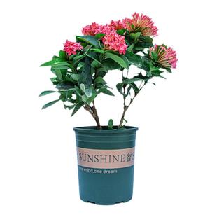 粉色龙船花盆栽带花苞室内阳台室外开花植物四季花卉绿植老桩花苗