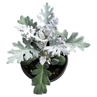 银叶菊盆栽花苗雪叶菊花苗耐寒植物阳台庭院花园景观耐寒花卉绿植