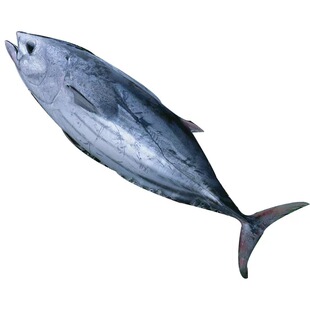 海钓 深海鱼 金枪鱼 鲳鱼 海鲜礼盒 生鲜礼包 石斑鱼 海鲜店 餐饮