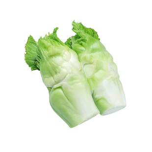 正宗四川儿菜种子多侧芽娃娃菜蔬菜抱儿菜田园庭院耐寒耐热易种植