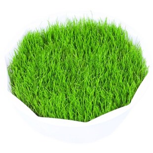 护坡种子草花混合适合山体喷播草籽种四季耐寒耐旱固土护坡混播籽