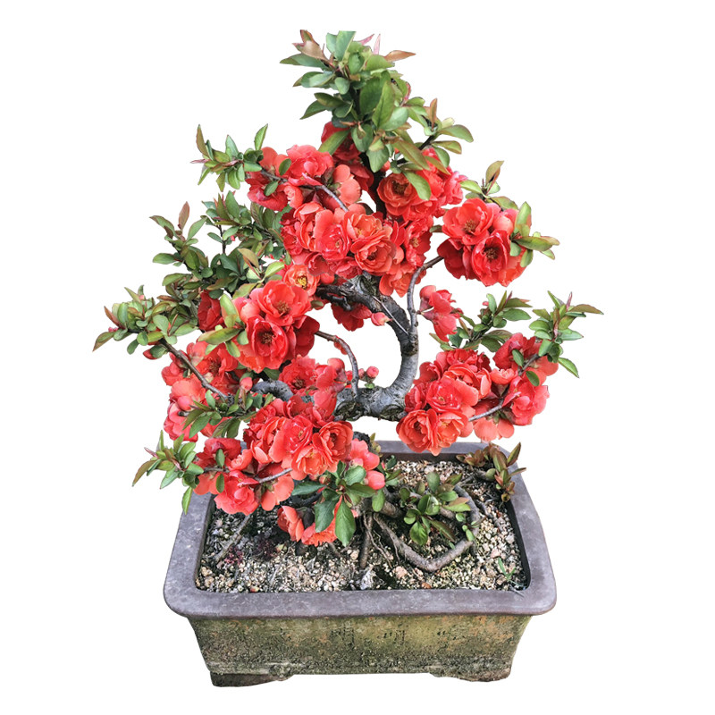 绿植日本盆景树桩阳台海棠花苗