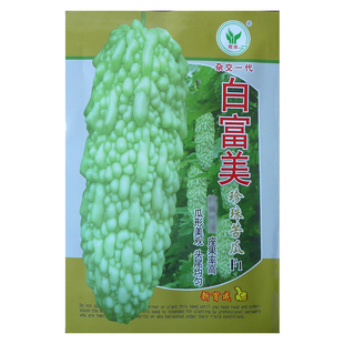 广东白富美珍珠苦瓜种子春秋四季基地正宗珍珠白苦瓜籽凉瓜菜籽种
