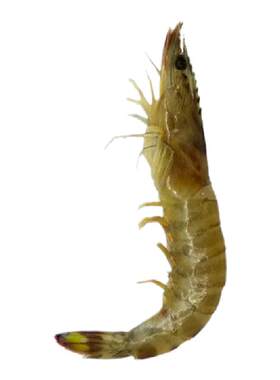 大连海鲜基尾虾新鲜基围虾