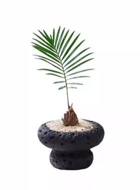 ins风创意花盆微型盆栽小苗盆ins高颜值花卉绿植桌面阳台花盆