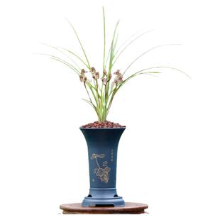 翁源兰花喜花里高端莲瓣兰荡山荷浓香型金荷带花室内新手好养花卉