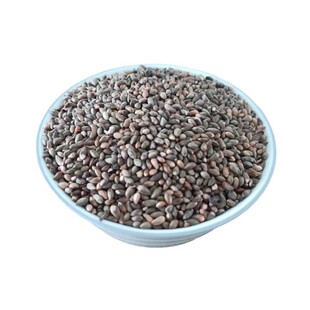 优质新采侧柏种子侧柏树种子柏树种子扁柏种子散装野生育苗林木籽