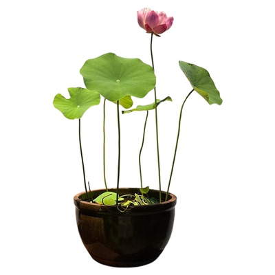 时令花卉观赏植物荷花盆栽水养