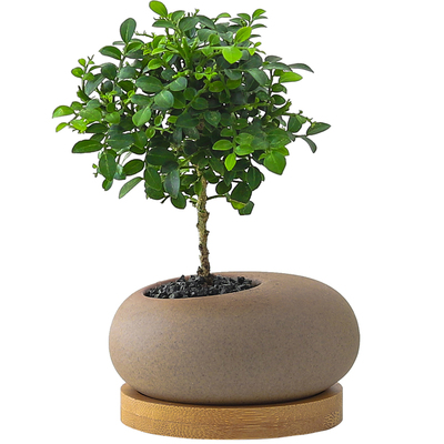 狼尾蕨盆栽办公室内桌面绿植