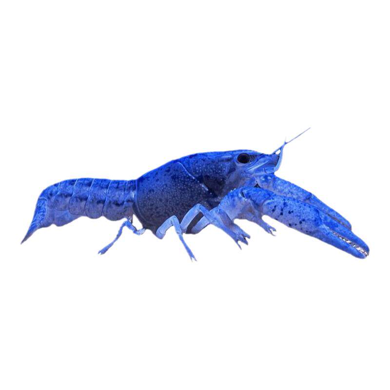 蓝鳌虾淡水观赏龙虾宠物橘白鳌虾