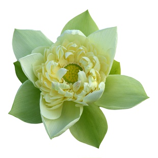 【保护品种授权销售】碗莲乌托邦振国黄莫奈画碟晚成观赏荷花种藕