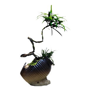 螺旋飘枝罗汉松盆栽室内客厅盆景绿植装饰摆件办公室桌面装饰植物