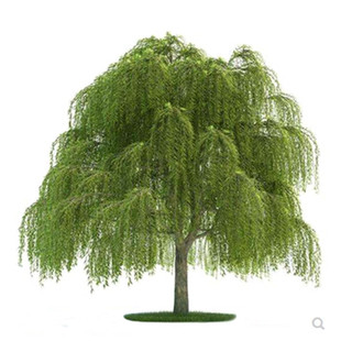 黄金柳树苗 金丝垂柳 直生小柳树枝条垂杨柳树苗旱柳树南北方种植