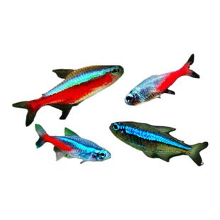 纯种宝莲灯鱼灯科鱼红绿灯鱼钻石灯鱼群游鱼红鼻剪刀黑灯草缸鱼