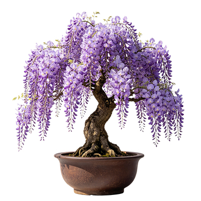 紫藤树苗植物阳台盆栽庭院四季