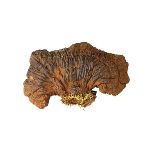 野灵芝 长白山野山赤灵芝紫灵芝味浓极苦泡酒药材药料野灵芝