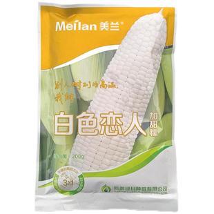 美兰白色恋人玉米种子加甜糯粘香耐高温高产鲜糯籽粒纯白玉米种籽