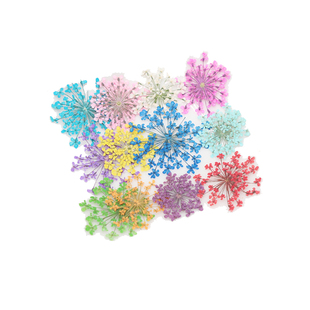 雪珠花蕾丝花干花押花标本滴胶手机壳真花美甲脸部装饰儿童手工