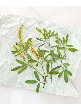 草木樨天然干花压花植物标本