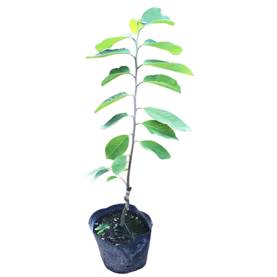 释迦果苗台湾凤梨番荔枝榴莲树苗