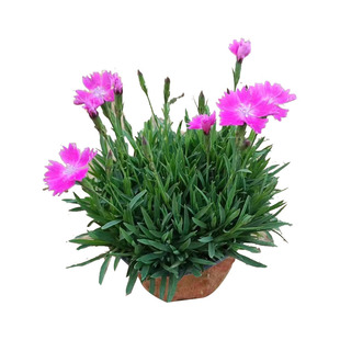 拾园记欧石竹开花苗易活带花苞耐寒热室内外庭院草坪花园常绿植物