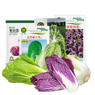 农科院大白菜种子新三号绍菜青麻叶黄心娃娃菜快菜包尖冬储蔬菜籽