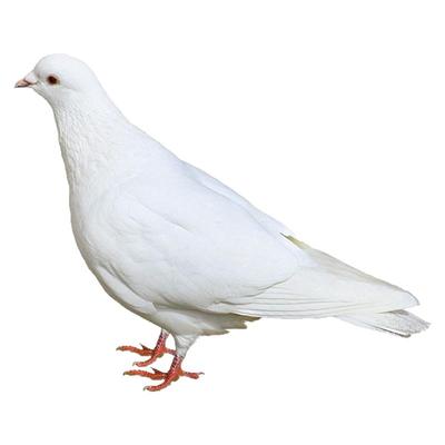 bozaijia林间放养乳鸽